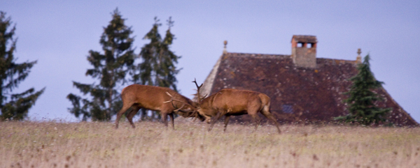 brame du cerf lolo 12 cors 4 photoclub web.jpg