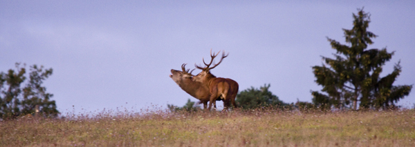 brame du cerf lolo 12 cors 3 photoclub web.jpg