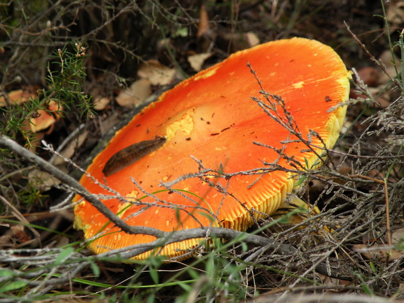 DSCN0990 1.jpg