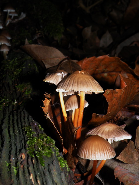 DSCN1123 1.jpg