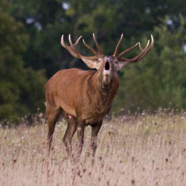 brame du cerf lolo 12 cors 1 I&N.jpg