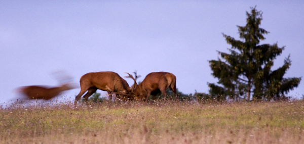brame du cerf lolo 12 cors 6  photoclub I&N.jpg