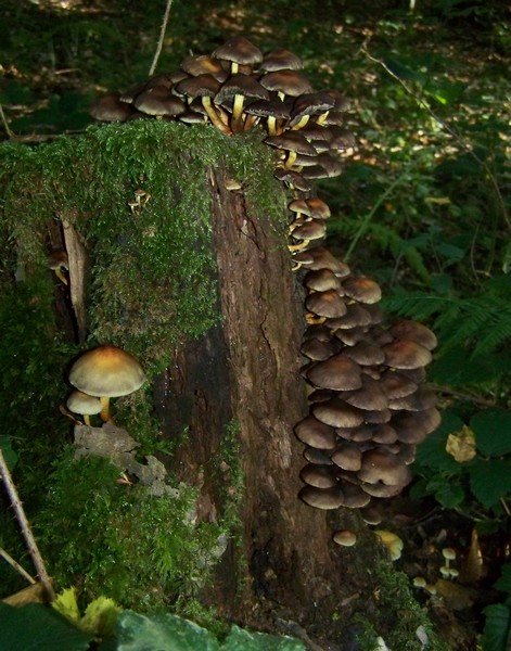 Copie de 100_6234.JPG