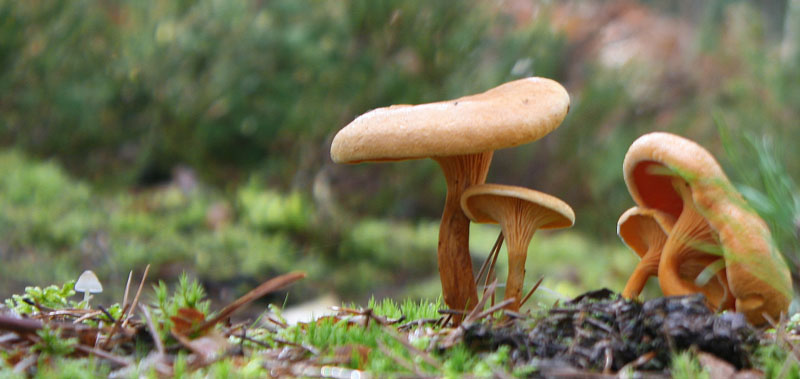 champignon.jpg
