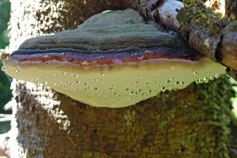 P1060879 copie.jpg