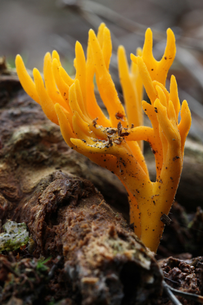 champignons 021.jpg