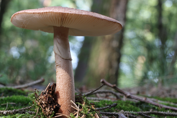 champignons 026a.JPG