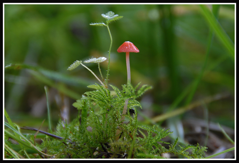 I&N Mycena adonis.jpg