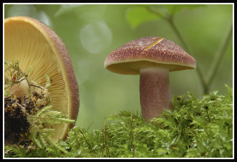 I&N Tricholomopsis rutilans.jpg