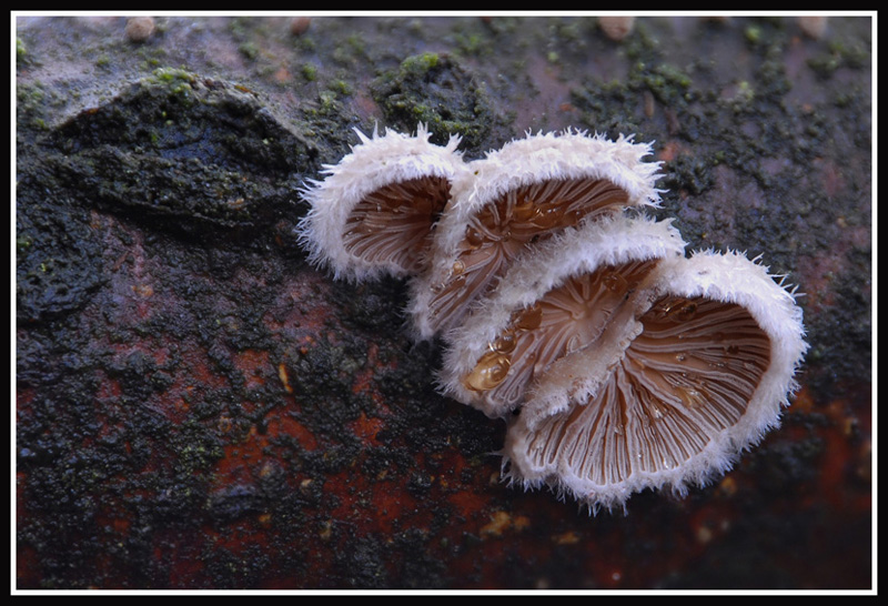 I&N Schizophyllum commune.jpg