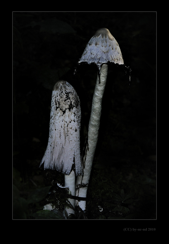 Goutte-encre-2.jpg