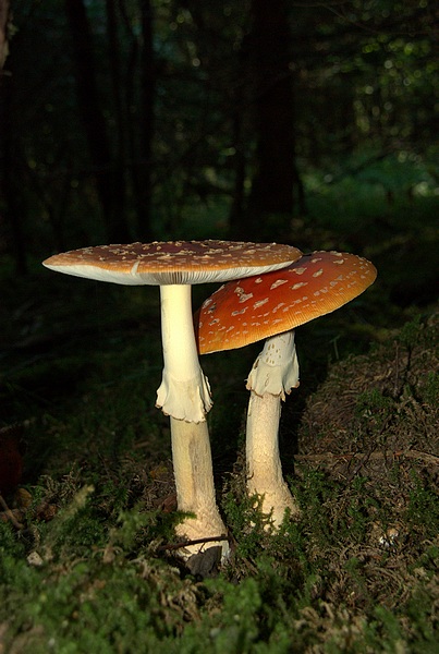IMGP0249.jpg