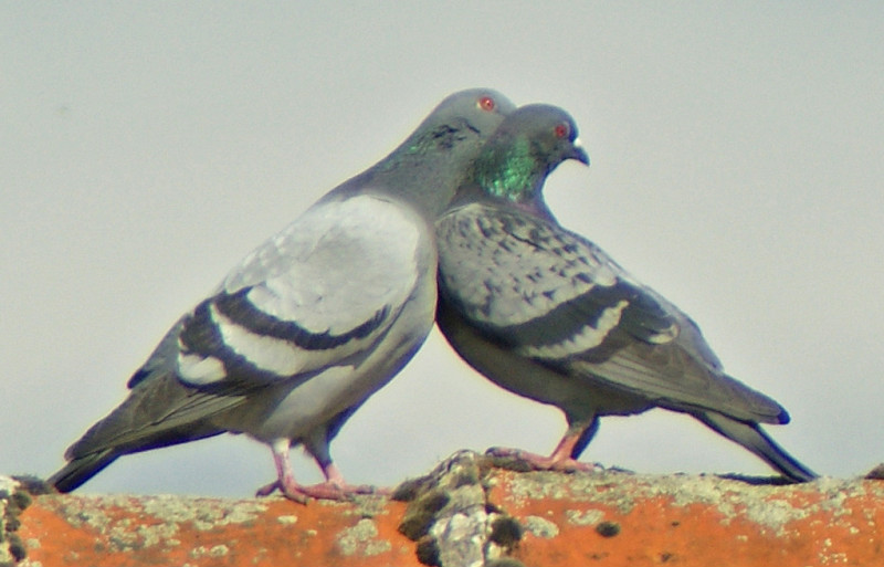 crop1.jpg