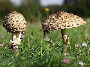 Champignons.11 Septembre 2010 070.png