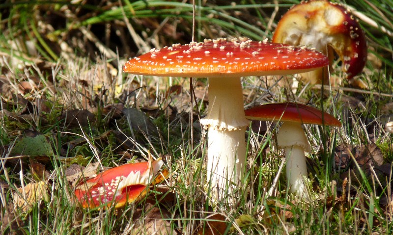 Amanites-2009-1m.jpg