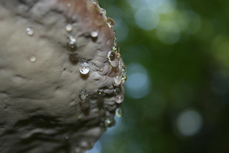 Polypore.JPG