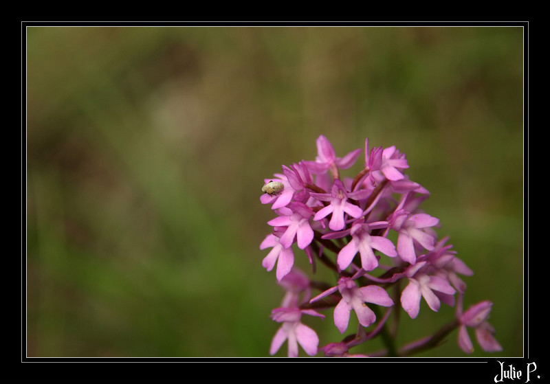 IMG_2595b_filtered-border.jpg