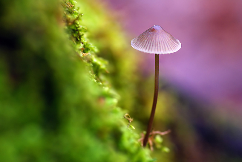 Wonderland_by_littl3fairy.jpg