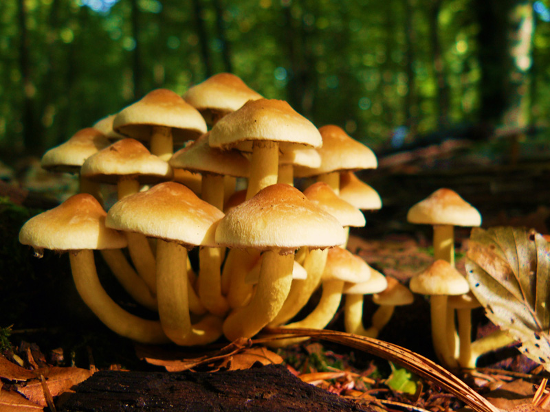 Hypholome en touffes.jpg
