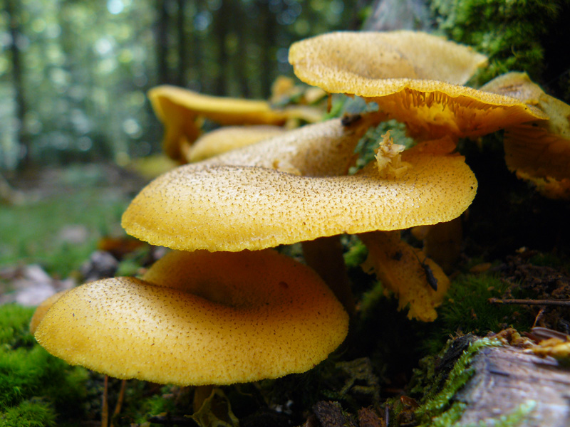P1010905a.jpg