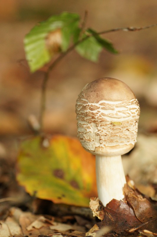 champignon 1.jpg