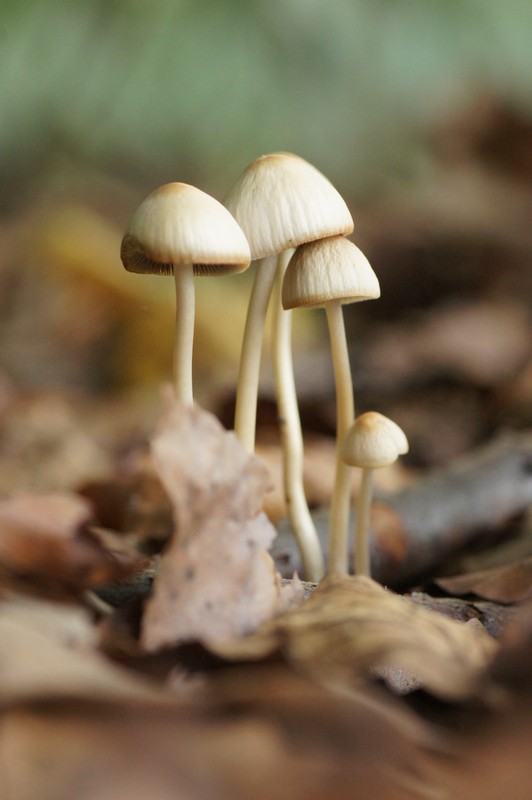 Groupement de parasols.jpg
