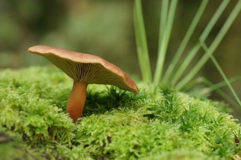 Champignon sur lit de mousse.jpg