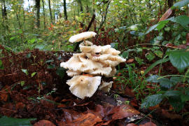 2009_11_05_Foret de Cerisy_Automne_0002 (7).JPG