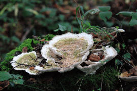 2009_11_19_Foret de Cerisy_0002.JPG