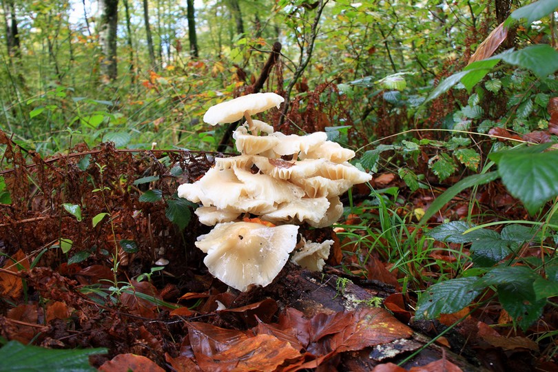 2009_11_05_Foret de Cerisy_Automne_0002 (1).jpg