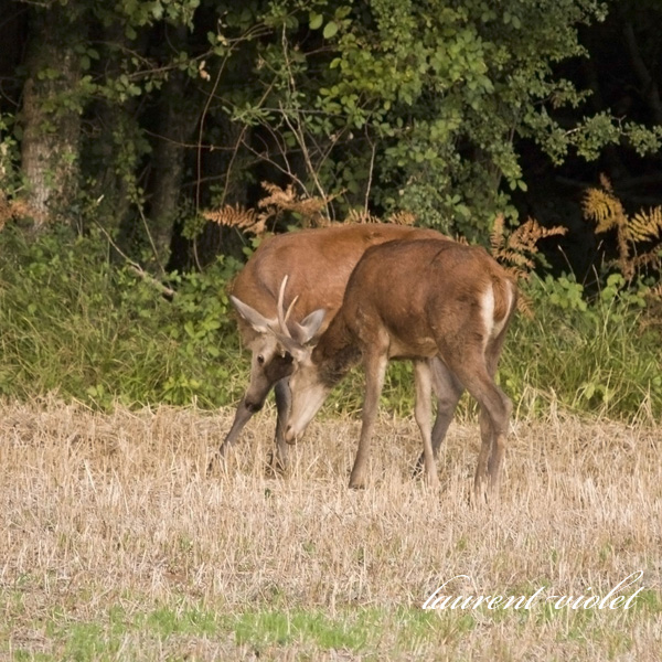 deux frères cerfs 1 photoclub web.jpg