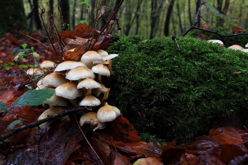 2009_11_08_Foret de Cerisy_Automne_0001 (2).jpg