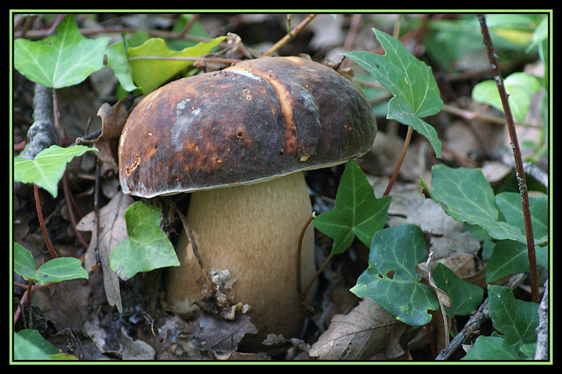 Boletus aéreus.jpg