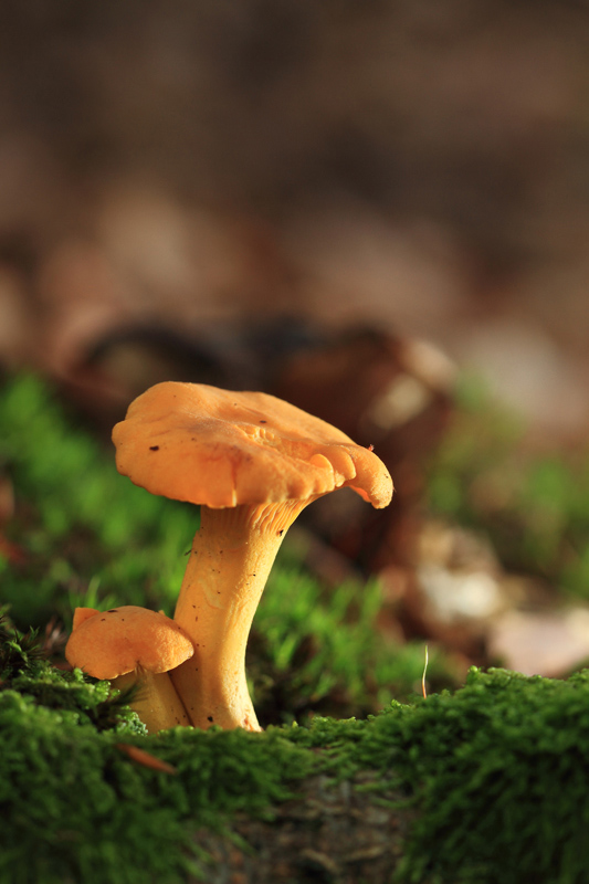 Girolles NATURE IMAGES.jpg