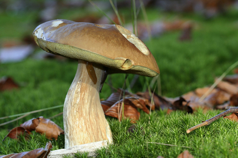 cepe NATURE IMAGES.jpg