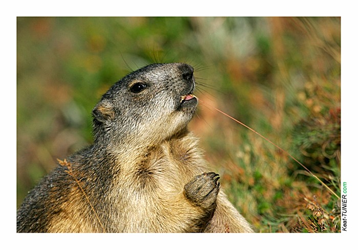 marmotte-604.jpg