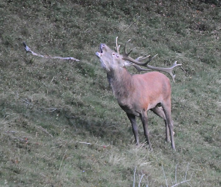 DSC_1976.JPG