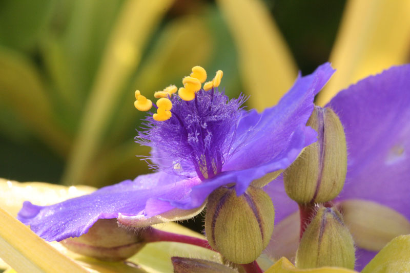TRADESCANTIA.jpg