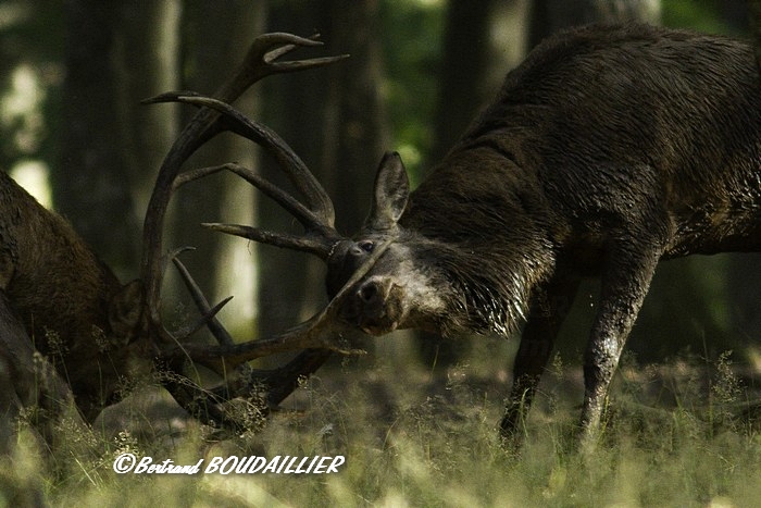 cerf001.jpg