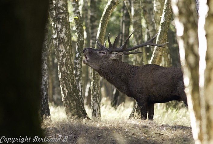 cerf002.jpg