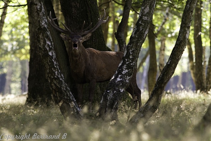 cerf003.jpg