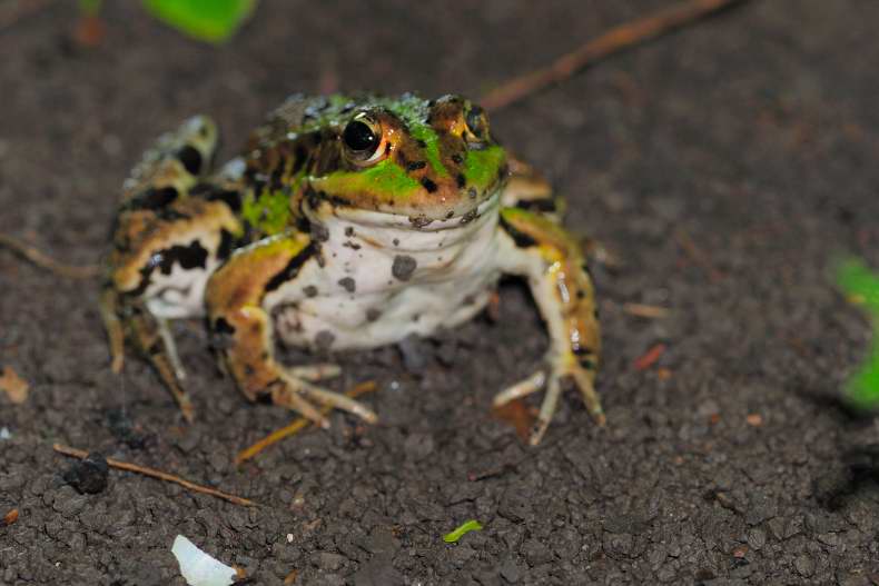 grenouille.JPG