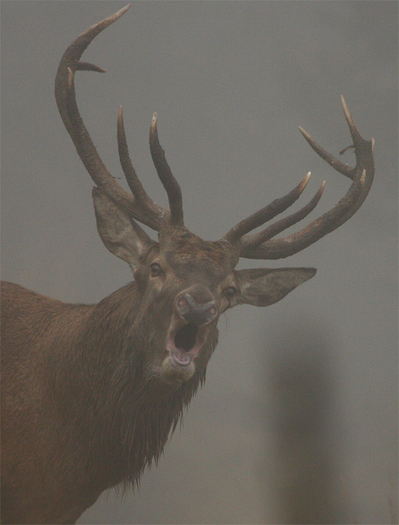 cerf-dans-le-brouillard.jpg