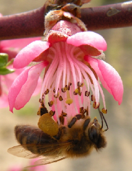 abeille 2.jpg