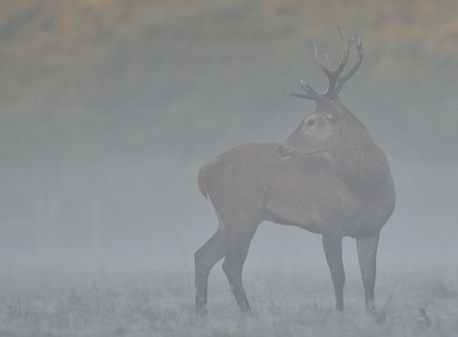 cerf.jpg