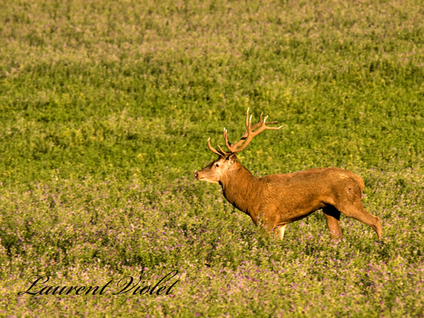 cerf lolo 27-sept 2010 photoclub site web I&N.jpg