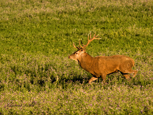 cerf lolo 27-sept 2010 bis I&N.jpg