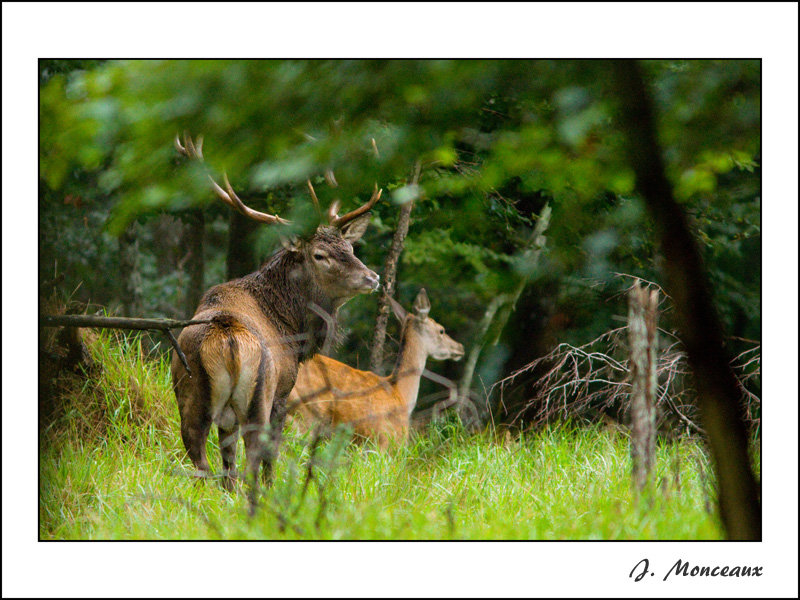 2010-09 cerf elaphe01 600x800px.jpg