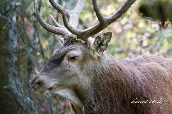 cerf 29 septembre 2010  web.jpg