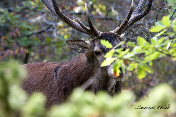 cerf bis 29 septembre 2010 web.jpg